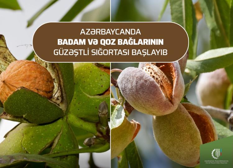 Azərbaycanda badam və qoz bağlarının güzəştli sığortası başlayıb 