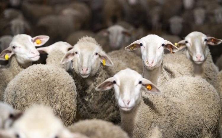 Qurban bayramı günlərində heyvanların satışı və kəsimi xidmətləri barədə məlumat 