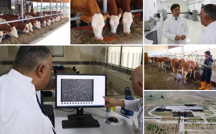 Azərbaycanda ilk dəfə iribuynuzlu heyvanlarda embrion transferi həyata keçiriləcək 