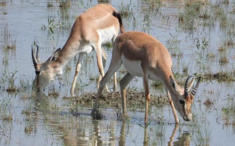 İşğaldan azad olunmuş ərazilərdə biomüxtəliflik komponentlərinin tarixi areallarına qaytarılması davam etdiriləcək 