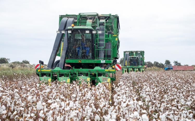 Respublikada pambıq yığımı davam edir 