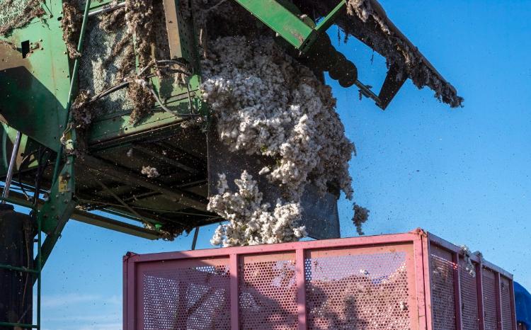 Tədarük məntəqələrinə 240 min tondan çox pambıq təhvil verilib 