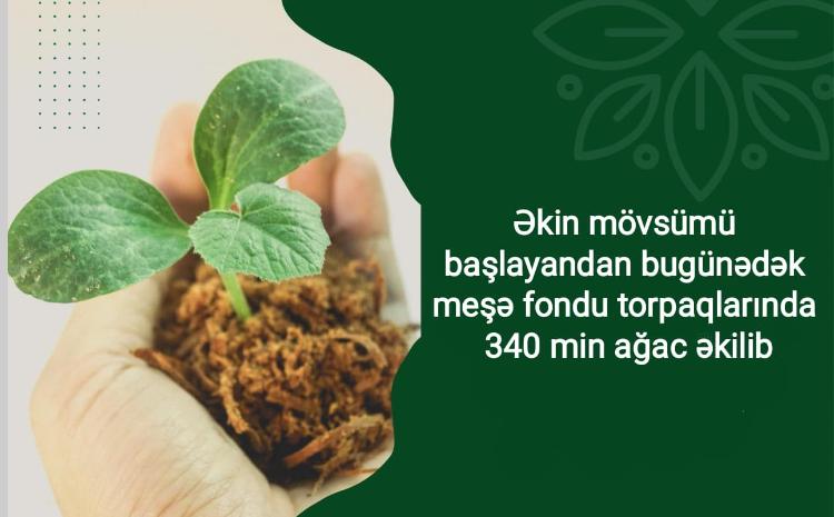 Payız əkin mövsümü başlayandan bugünədək meşə fondu torpaqlarında 340 000 ağac əkilib 