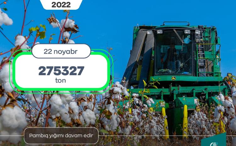 Tədarük məntəqələrinə 275 min tondan çox pambıq təhvil verilib 