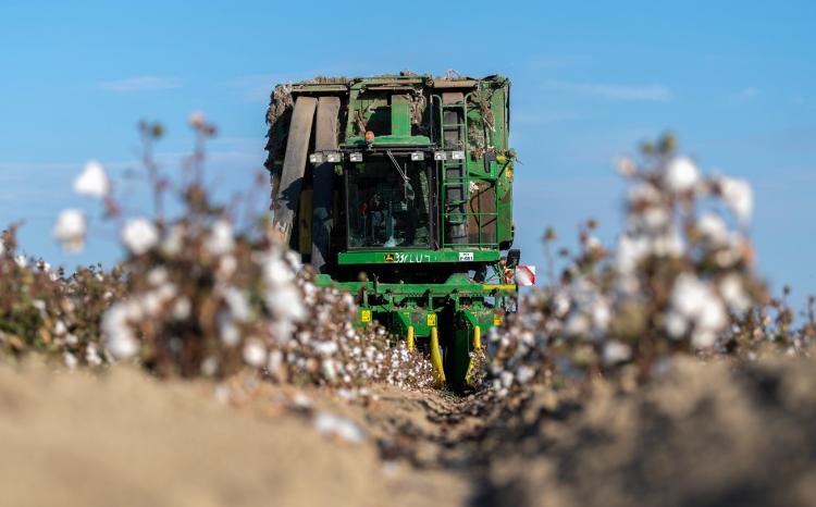 Pambıqçılıq-2022: Tədarük məntəqələrinə 221 min tondan çox məhsul təhvil verilib 