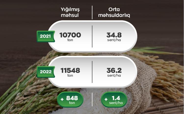 Çəltikçilik-2022: Orta məhsuldarlıq və istehsal həcmi 2022-ci illə müqayisədə artıb 