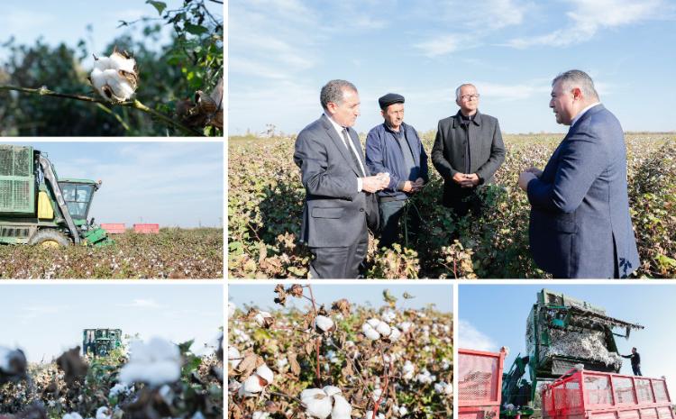 Pambıqçılıq-2022 Tədarük məntəqələrinə 285 min tondan çox pambıq təhvil verilib 