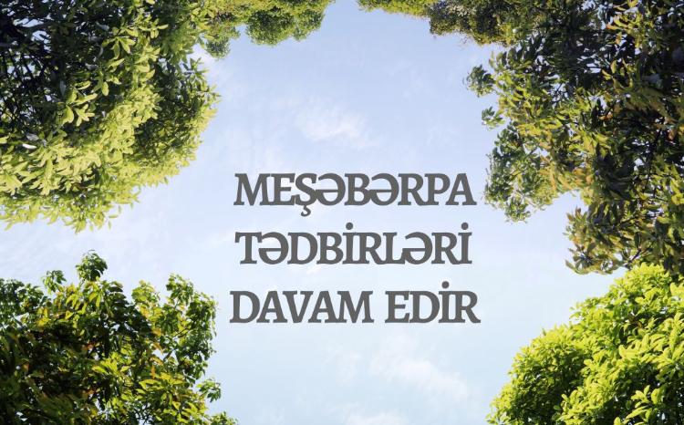 Meşəbərpa tədbirləri davam edir 