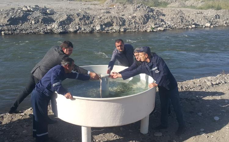 Həkəri çayına növbəti dəfə balıq körpələri buraxılıb 