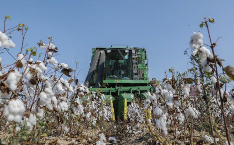 Sahələrdən 314 min tona yaxın pambıq yığılaraq məntəqələrə təhvil verilib 