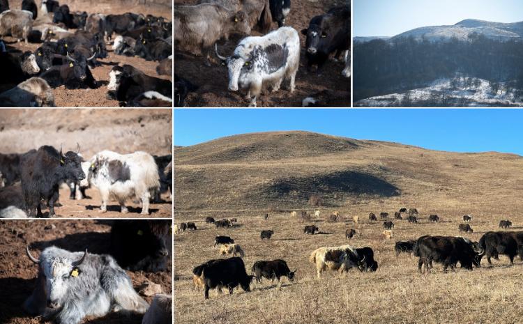 Qırğızıstandan gətirilmiş 100 baş yak Laçında yerləşdirilib 