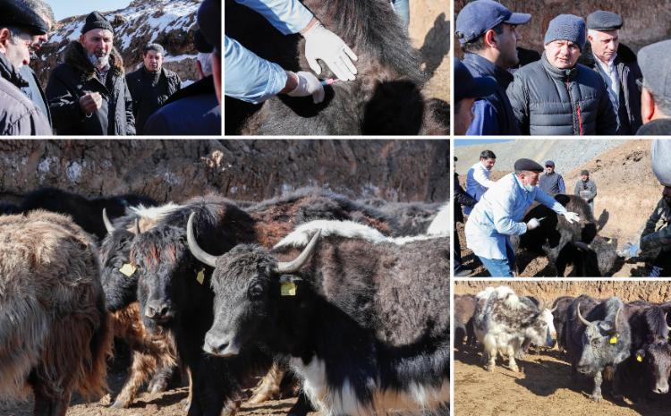 Laçına gətirilmiş yak sürüsünün yerli şəraitə adaptasiya prosesi davam edir 