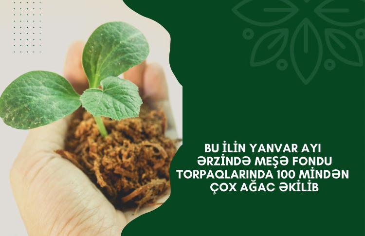 Bu ilin ötən dövrü ərzində meşə fondu torpaqlarında 100 mindən çox ağac əkilib 
