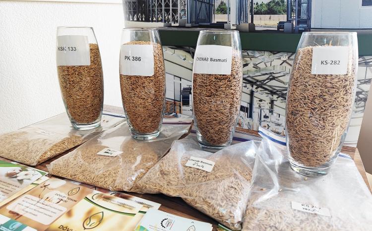 Azərbaycana yeni gətirilmiş çəltik sortlarının təqdimatı keçirilib 