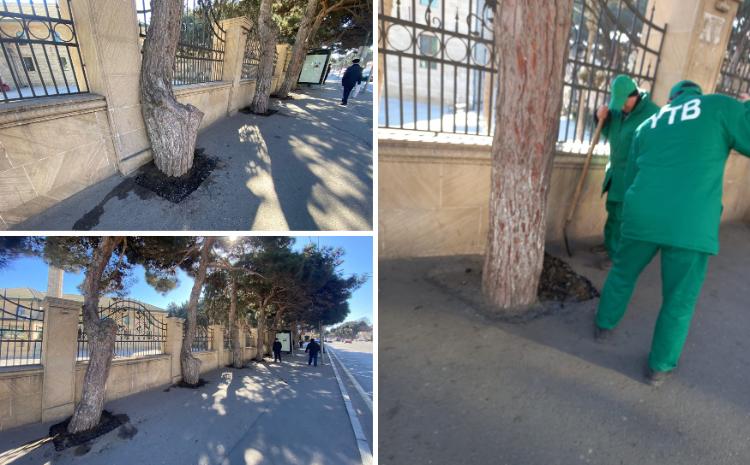 Ağacların dibi asfaltdan təmizlənib 