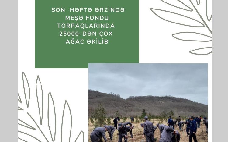 Son həftə ərzində meşə fondu torpaqlarında 25 000-dən çox ağac əkilib 