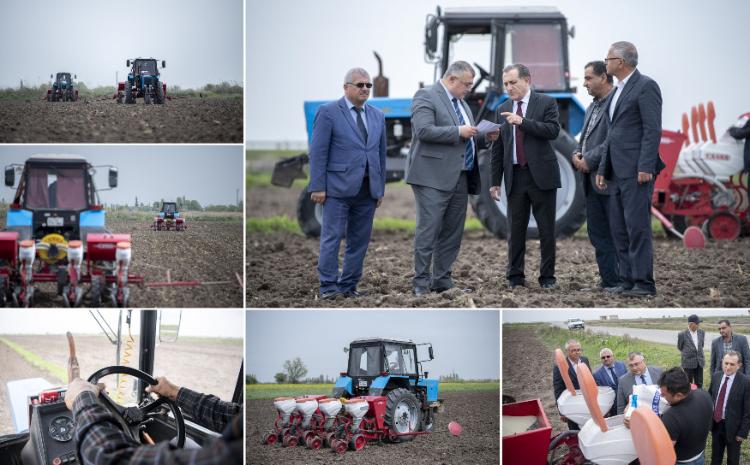 Azərbaycanın pambıqçılıq rayonlarında çiyid səpininə start verilib 