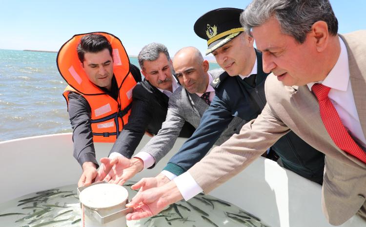 Xəzər dənizinə qızılbalıq körpələri buraxılıb 