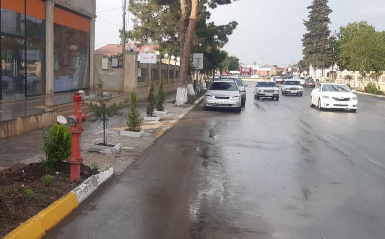 Cəlilabadda ağacların qanunsuz kəsilməsi ilə bağlı faktlar araşdırılıb 