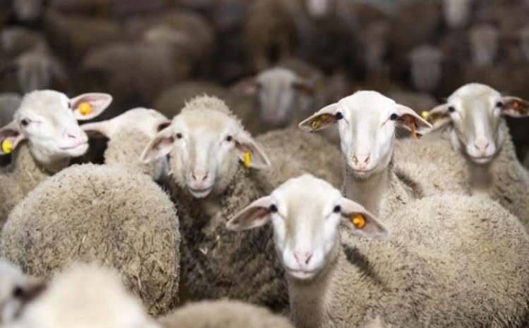Qurban bayramı günlərində heyvanların satışı və kəsim yerləri açıqlandı – SİYAHI 