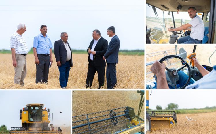 Taxıl biçini-2023: Düzgün dislokasiya və növbəlilik prinsipləri biçin prosesini sürətləndirir 