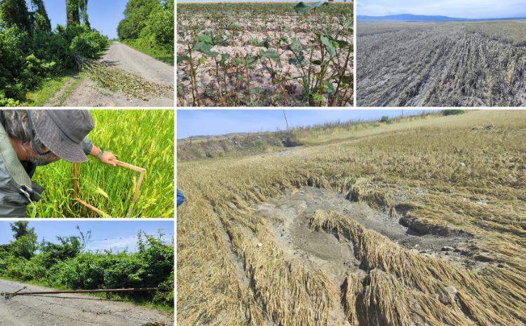 Aqrar Sığorta Fondu təsərrüfatlara dəymiş zərəri müəyyənləşdirir 