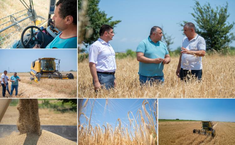 Taxıl biçini-2023: Əkin sahələrinin 26,5 faizində biçin yekunlaşıb 