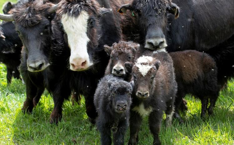 Laçın yaylaqlarındakı yak təsərrüfatında döl prosesi başa çatıb 
