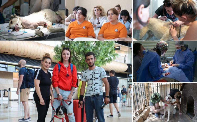 Завершились тренинги российских ветеринаров для азербайджанских специалистов 