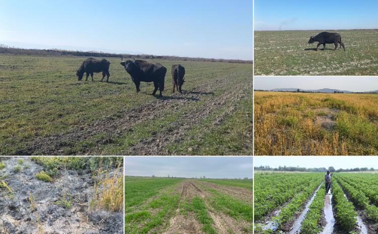 Fermerlərə böyük zərər vuran 3-cü şəxslər kimdir və zərərə görə ödənişlər necə həyata keçirilir? - MÜSAHİBƏ