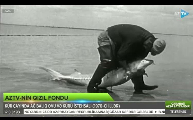 1970-ci illərdə Kür çayında balıq ovu və kürü istehsalı - AzTV-nin arxivindən unikal görüntülər