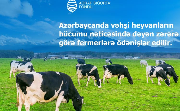 Azərbaycanda vəhşi heyvanların hücumundan dəyən zərərlər üzrə fermerlərə ödənişlər başlanıb 