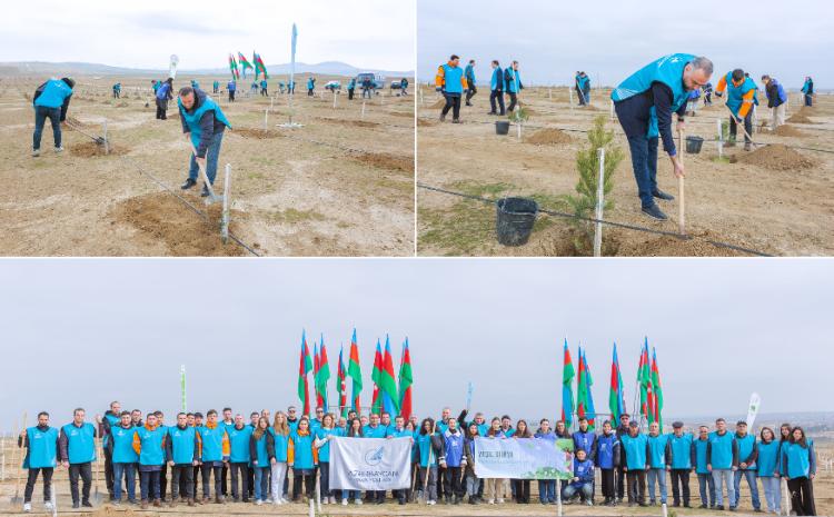 Сотрудники AZAL посадили более 600 деревьев в рамках «Года солидарности во имя зеленого мира» - ВИДЕО