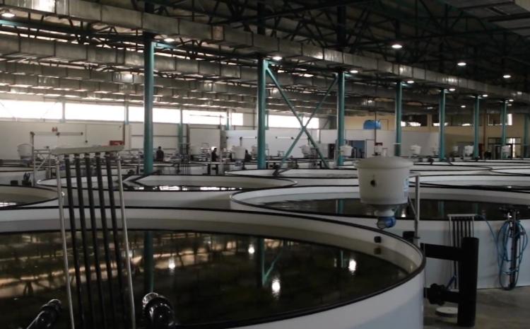Azərbaycan kürüsünün Avropa bazarına ixrac icazəsi davam edəcək 
