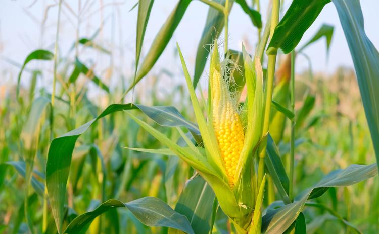 Azərbaycan Novorossiyskdən 1,2 min tondan çox qarğıdalı idxal edib 