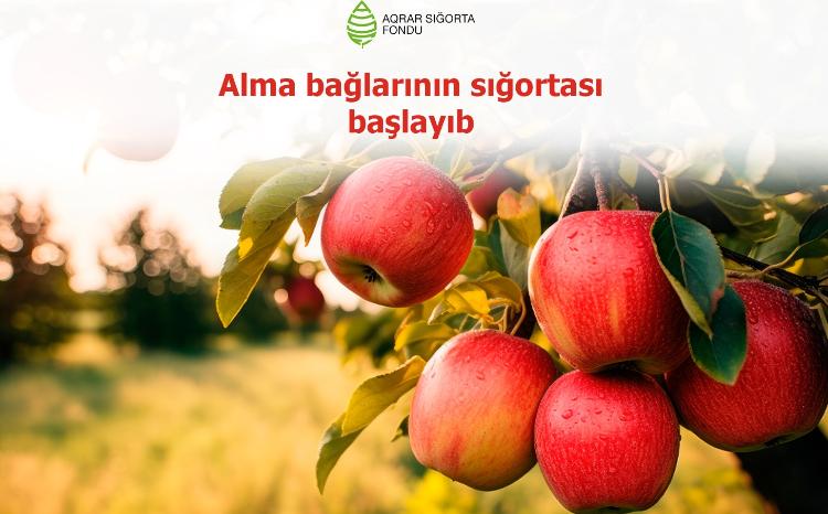 Azərbaycanda alma bağlarının sığortası dövrü başlayıb 