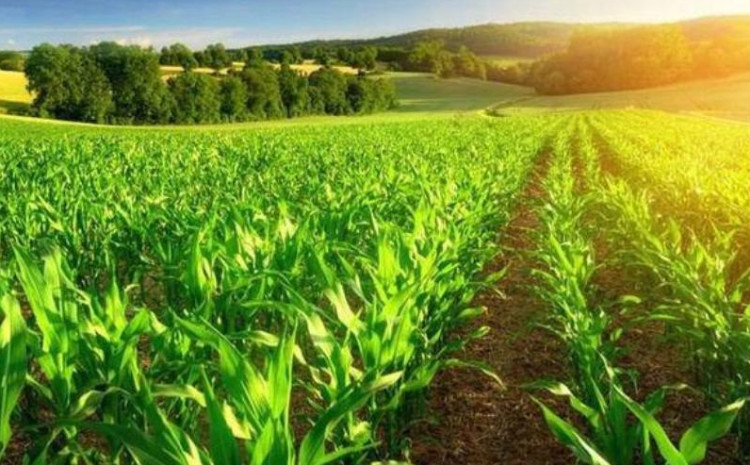 Azərbaycanda subsidiya əmsalları ilə bağlı yeni qərar qəbul edilib 