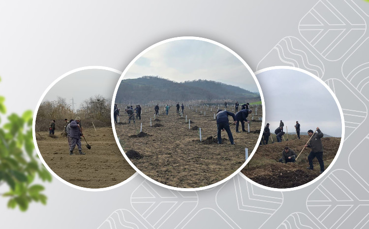 Həftənin ötən 5 günü ərzində meşə fondu torpaqlarında 181 mindən artıq ağac əkilib 