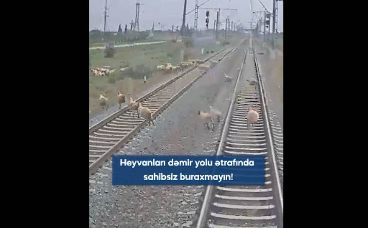 Sahibsiz təsərrüfat heyvanları 2 ayda 7 hadisəyə səbəb olub - VİDEO