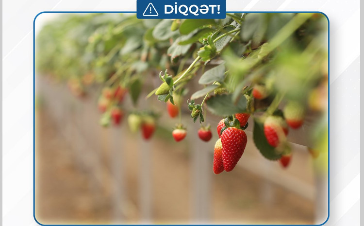 Təsərrüfatların qeydiyyatı sağlam və təhlükəsiz qida istehsalı üçün olduqca vacibdir - VİDEO