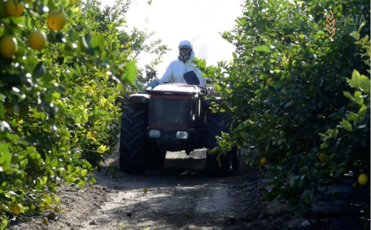 Bitkiçilik təsərrüfatlarının qeydiyyatı məhsulların ixrac prosesini sürətləndirir - VİDEO