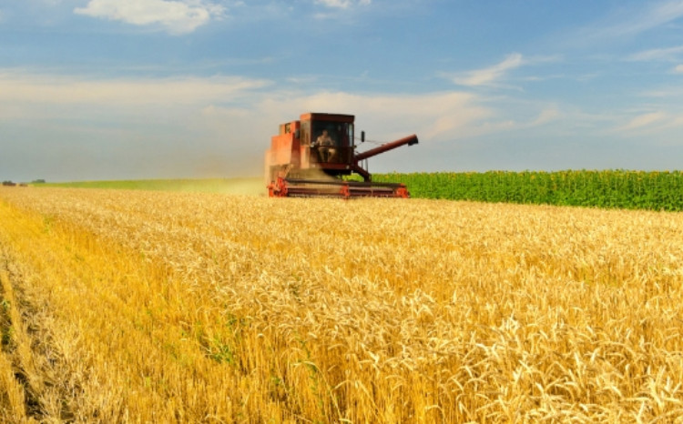 Dövlət Ehtiyatları Agentliyi yerli buğda tədarükünə start verdi 