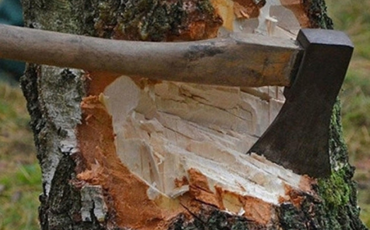 Dövlət Ekoloji Təhlükəsizlik Xidməti yaşıllıqların kəsilməsi ilə bağlı cinayət faktları aşkarlayıb 