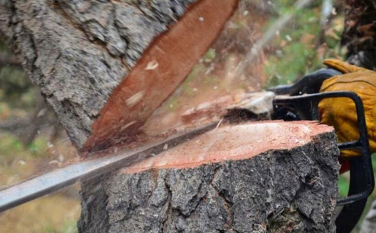 Bakı, Qubadlı və İmişlidə ağaclar qanunsuz kəsilməsi halları aşkar olunub 