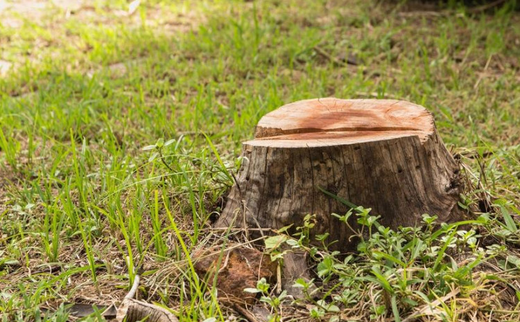 Neftçala və Tovuzda yaşıllıqların qanunsuz kəsilməsi halları aşkar olunub 