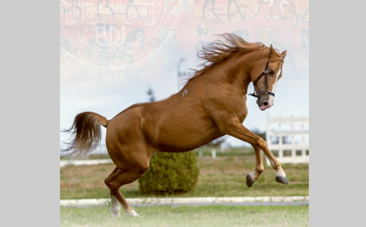 BDU-nun dəstəyi ilə Qarabağ və Dilbaz at cinslərinin genetik xəritəsi hazırlanır 