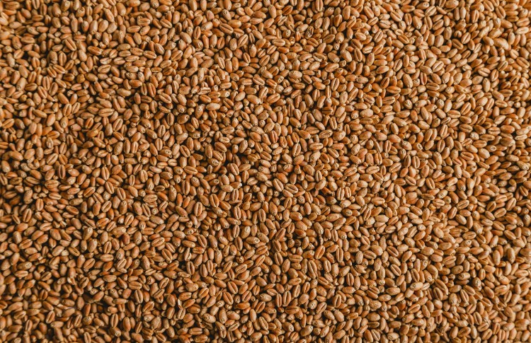 Naxçıvan fermerlərinə payızlıq əkin üçün 320 ton taxıl toxumu alınır 