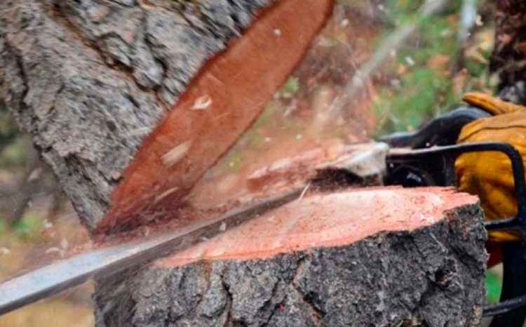 Bakı və İsmayıllıda yaşıllıqların qanunsuz kəsilməsi halları aşkar olunub 