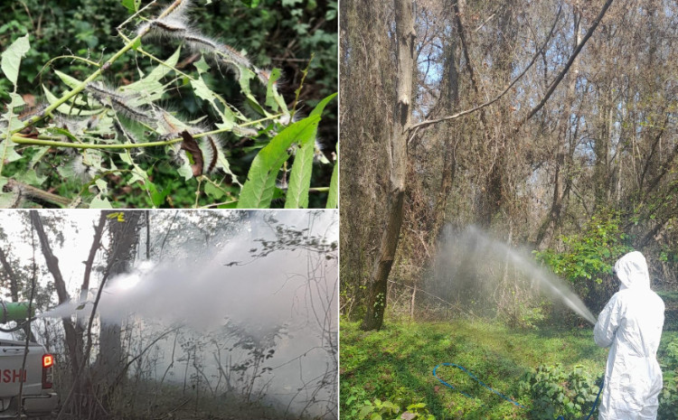 Meşələrdə zərərvericilərə qarşı mübarizə tədbirləri görülür 