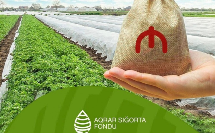 Qeyri-sabit hava şəraiti ilə əlaqədar olaraq Aqrar Sığorta Fonduna müraciətlər kəskin artıb 